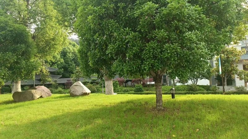 苗木种植技术视频教程：掌握关键步骤，提升成活率**
